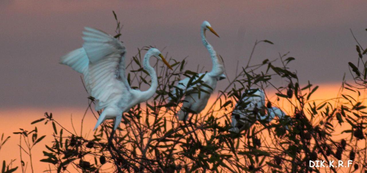 Pacaya Samiria Amazon Lodge Nauta ภายนอก รูปภาพ