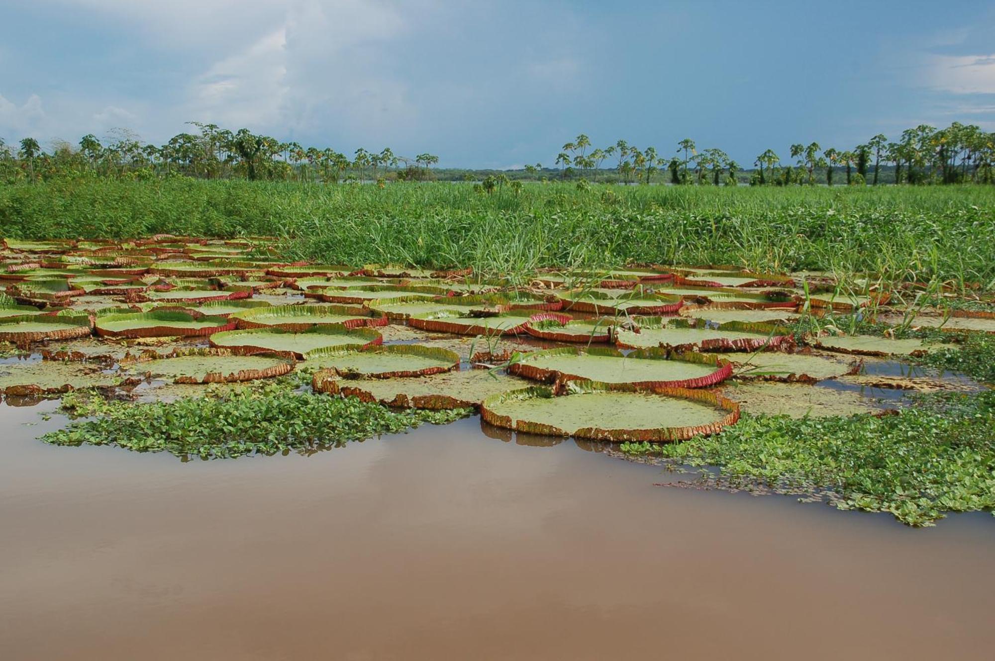 Pacaya Samiria Amazon Lodge Nauta ภายนอก รูปภาพ